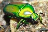 Smaragdethes africana africana