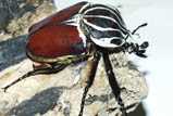 Goliathus goliatus