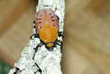 Conradtia principalis