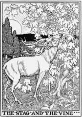 THE STAG AND THE VINE.