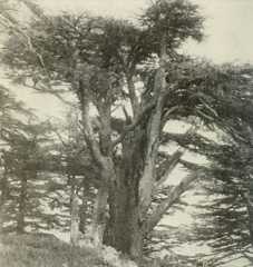 cedars