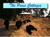 The Pines Cottages