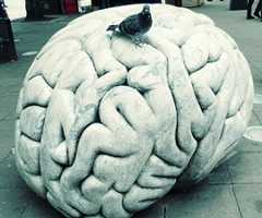 A pigeon pauses for thought on the marble sculpture of Sir Thomas Browne’s brain