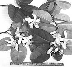 Flowers of the lemon