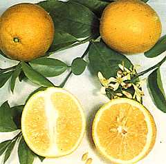 Meyer Lemon