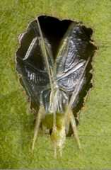 Baffling tree cricket (Oecanthus henryi) 