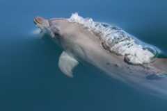 bottlenose dolphin