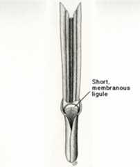 Illustration of collar region of creeping red fescue