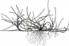 Illustration of overall plant of creeping red fescue