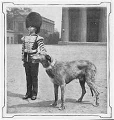 Brian Boru and handler
