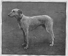 Rajah of Kidnal from The Graphic