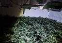 This cannabis farm was discovered in Accrington