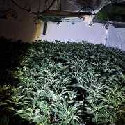 This cannabis farm was discovered in Accrington
