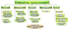 Aspergillus : diagnostic biologique