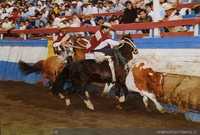 Dos caballos "atajan" un novillo