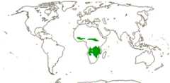 African Detarioideae