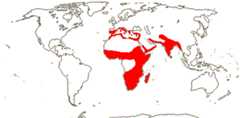 Urgineeae