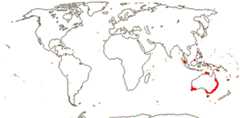 Patersonioideae