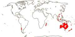 Laxmannieae