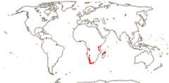Montiniaceae