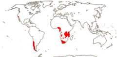 Tecophilaeaceae