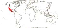 Brodiaeoideae