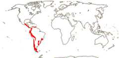 Tropaeolaceae