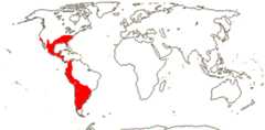 Gilliesieae