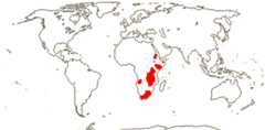 Cyphioideae