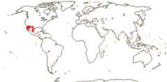 Koeberliniaceae
