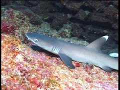 whitetip-mdPICT0004.jpg (102912 bytes)