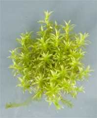 ヒメツリガネゴケ