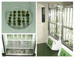 ヒメツリガネゴケの培養