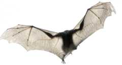 Thomas Nagel What is it like to be a bat phenomenology neurology problem hard consciousness chalmers sjöstedt-H neuroscience limits