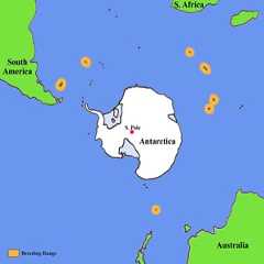 King Penguin Distribution Map