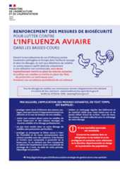 grippe aviaire