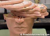 Brain Museum Brain Museum