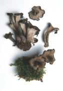 Craterellus cornucopiodes Mushroom