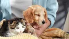 Obavezno čipovanje pasa i mačaka u EU