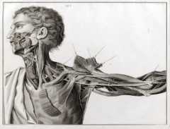 Tav. V, da "Sull'aneurisma : riflessioni ed osservazioni anatomico-chirurgiche" di Antonio Scarpa