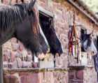 Shire Horse Centre