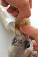 イカのさばき方の写真