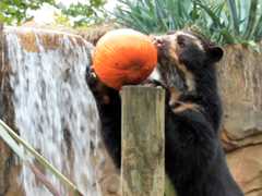 Andean bear with pumpkin
