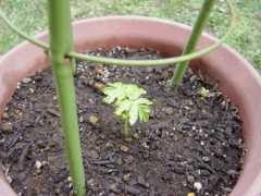 フウセンカツラ