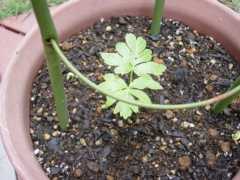 フウセンカツラ