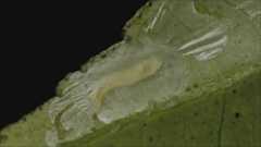 Phyllocnisits citrella