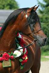 Anthal