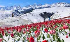 Tulips blooming in snow at Jiangbulake scenery spot in NW China's Xinjiang