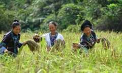Purple glutinous rice harvested in Dali Village, S China's Guangxi