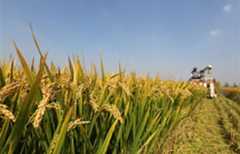 Tancheng County of E China's Shandong witnesses bumper harvest